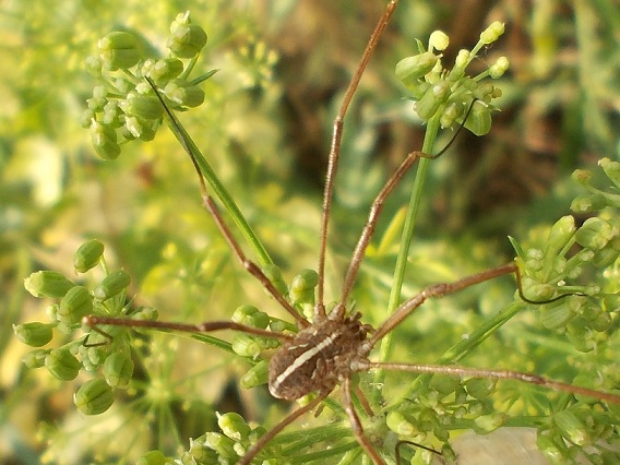 Opiliones-Fauna dal Monte Taburno (Benevento)